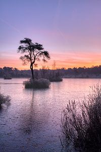 Baum auf einer Insel in einem zugefrorenen Teich (stehend)
