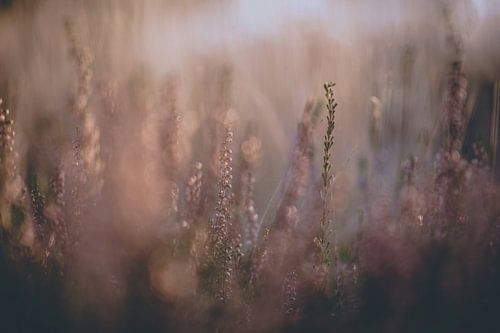 Deelerwoud en heide part 1