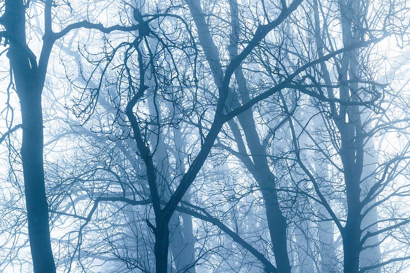 Arbres dans la forêt brumeuse par Inge van den Brande