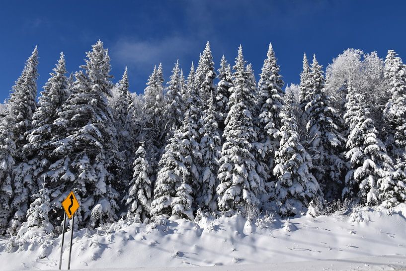 A snowy forest under a blue sky by Claude Laprise