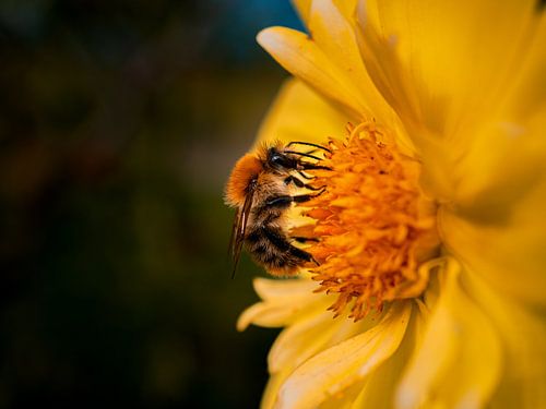 Hommel in harmonie
