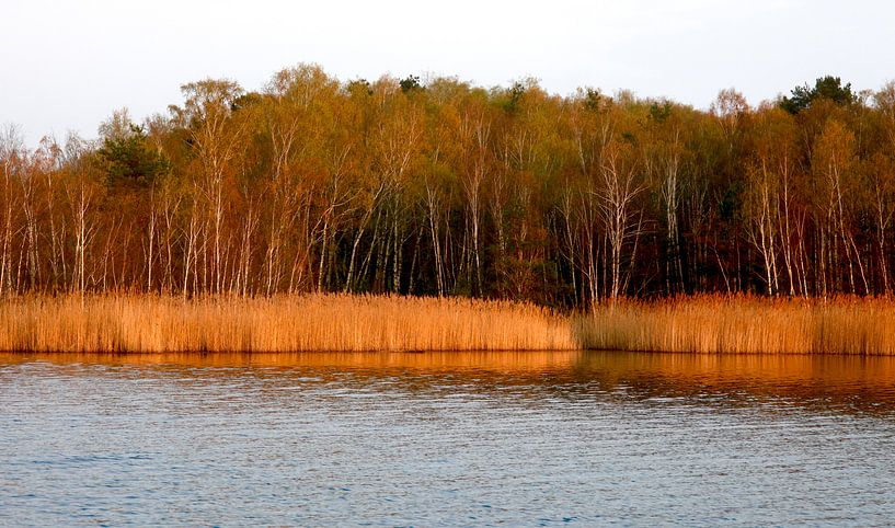 Waldpanorama von Thomas Jäger