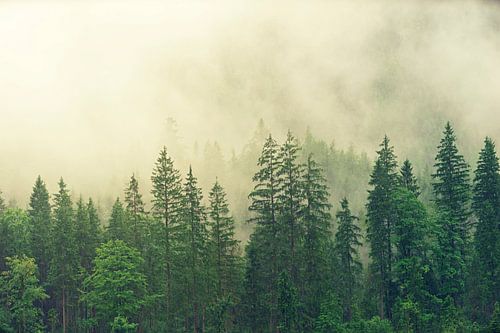 Coniferous forest in the fog