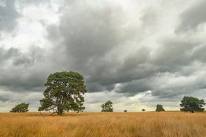 Dennenbomen op de hei met aan de Veluwezoom in de herfst van Sjoerd van der Wal Fotografie