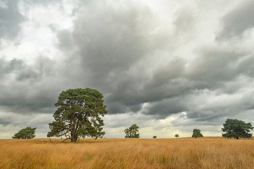 Dennenbomen op de hei met aan de Veluwezoom in de herfst