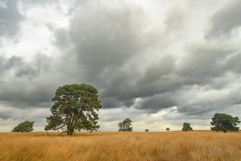 Pine trees on the moors with at the Veluwezoom during autumn by Sjoerd van der Wal Photography