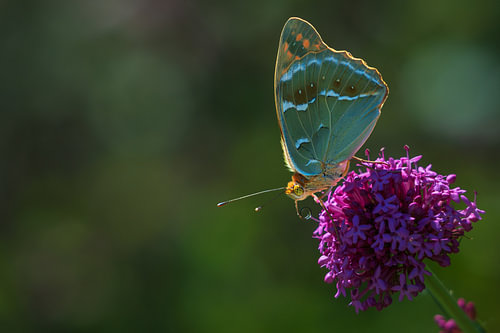 Cardinal Moth (Argynnis pandora)