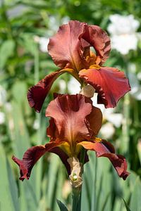 Bartiris, Iris barbata