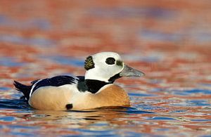 Male Steller's Eider by Beschermingswerk voor aan uw muur