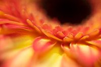 Petals in yellow