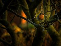 Robin