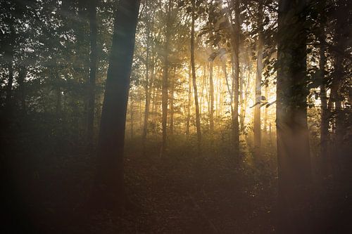 licht in het bos