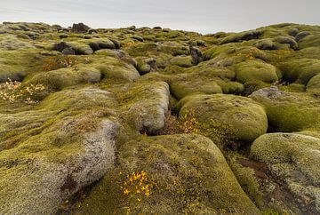 Mossed lava fields (Iceland) by Marcel Kerdijk