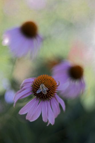 Tuin dromen