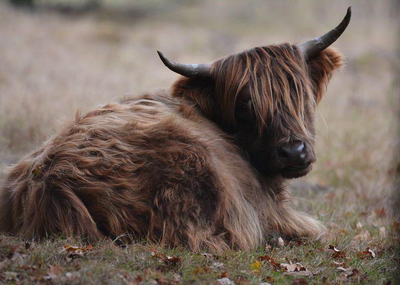 schotse hooglander aan het rusten von miranda  Leenheer