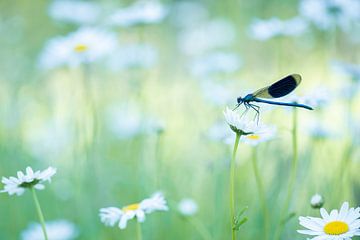 Libelle auf Gänseblümchen von Francis Dost