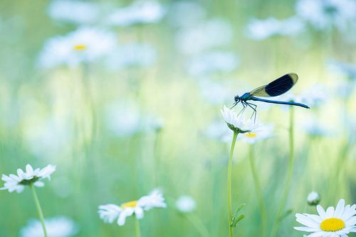 Damselfly on daisies