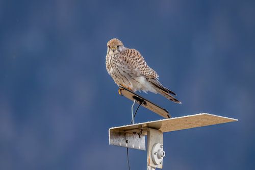 Torenkorf houdt de wacht