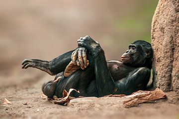 Chimpansee mannetje van Mario Plechaty Photography