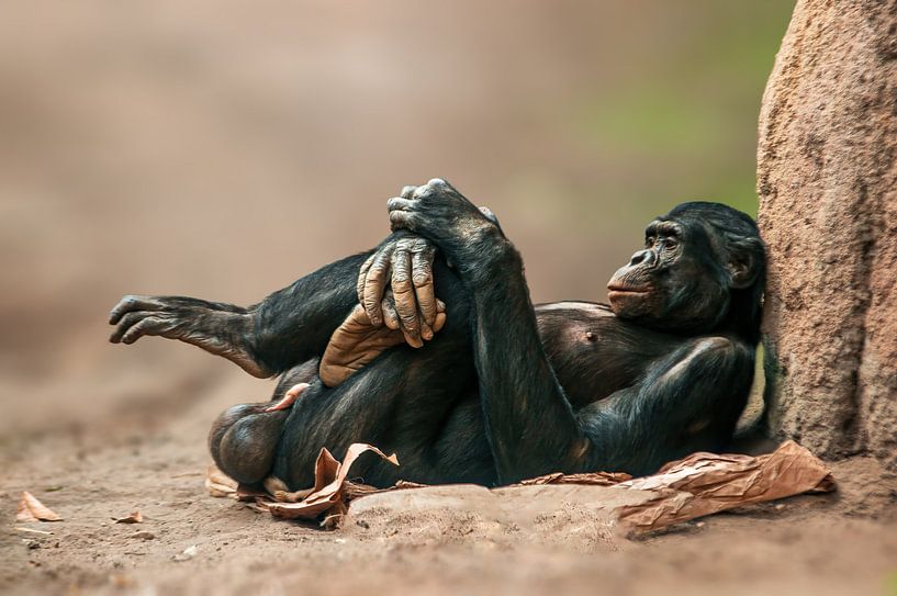 Chimpanzés mâles par Mario Plechaty Photography