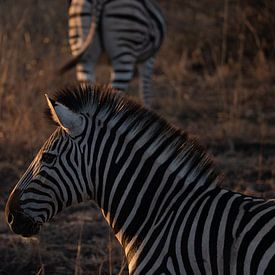 Zebra tijdens zonsondergang van Sander Huizinga