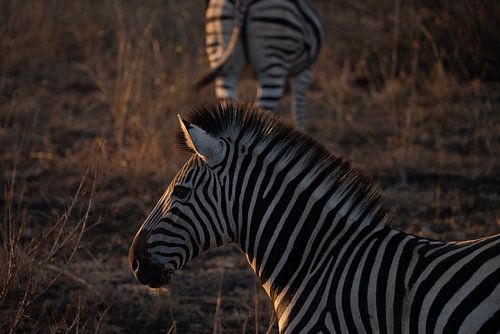Zèbre au coucher du soleil