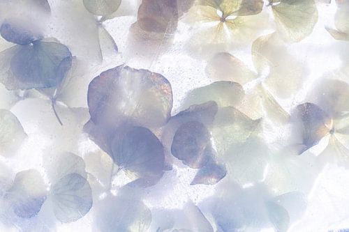 Paarse en Lila Hortensia | Bloemen Foto