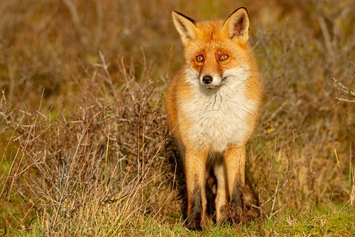 Asking Fox by Arnold van der Horst