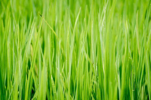 Rice plants from Thailand by Sven Wildschut