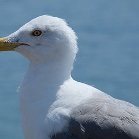 Mouette en mer sur Saskia Brand