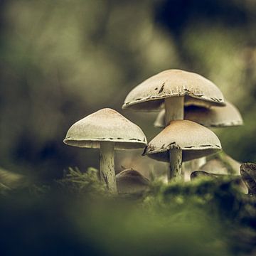 Mushrooms by Hans Lunenburg