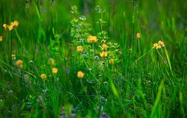 Frühlingserwachen von Thomas Jäger