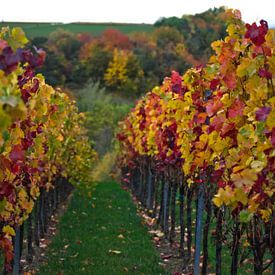 Vineyards in autumn style - II by Stefan van Dongen