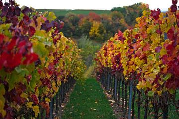 Vineyards in autumn style - II by Stefan van Dongen