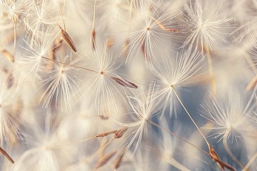 Een groep weggewaaide pluisjes