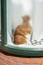 red cat in a window van Karin vanBijlevelt thumbnail