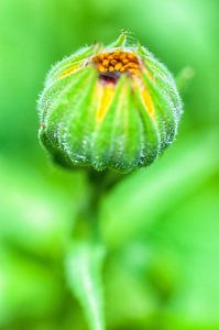 Goudsbloem in de knop