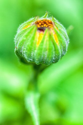 Goudsbloem in de knop