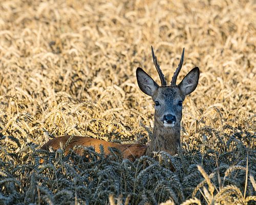 Roebuck in grainfield