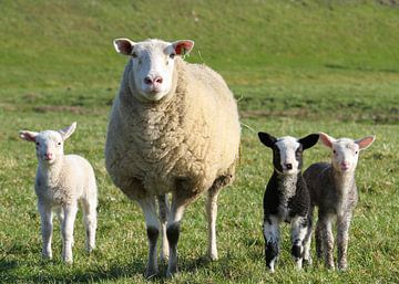Mother Sheep with Lambs by Charlene van Koesveld
