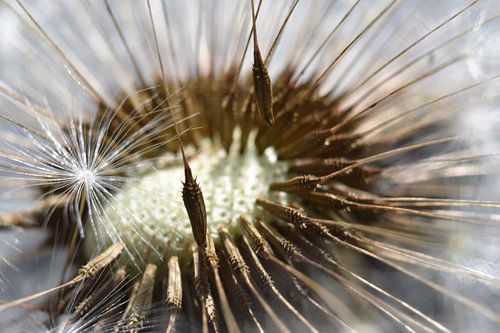 Dandelion fluff