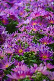 Spring by Steffen Gierok