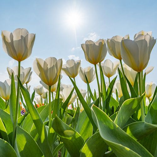 Witte tulpen op een zonnige dag