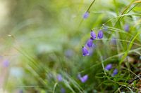 Waldblumen