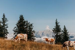 Kühe auf dem Gipfel der Berge in Österreich (Alpen)