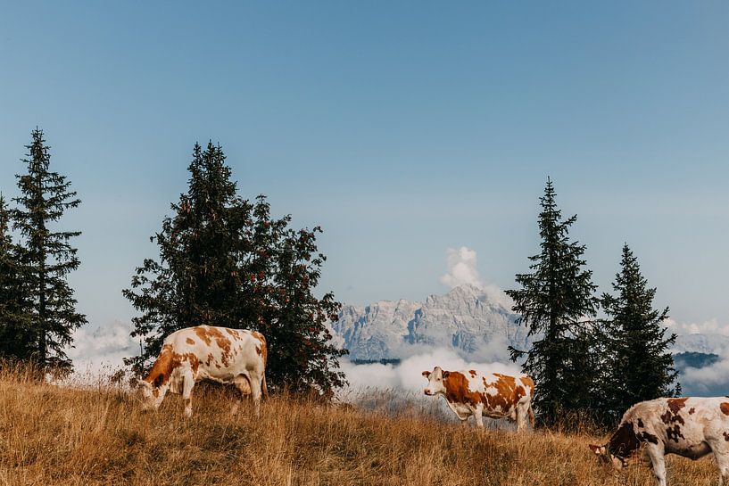 Kühe auf dem Gipfel der Berge in Österreich (Alpen) von Yvette Baur