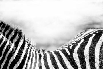 Afrika Zebra zwart wit van Moments by Astrid