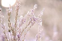 Purple heather at sunset