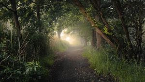 morgendliche Nebelstimmung im Wald