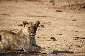 Löwin, Südluangwa Nationalpark